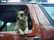 Clint (84x4Bronco) and I found this dog 15 miles into the woods, we scooped her up, named her Shelby, and took her home. She even jumps into his truck! Best dog ever...